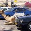 Kamel auf parkplatz