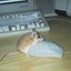 Maus liebt computermaus