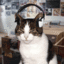 Th cat with headphones