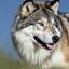 Wolf-03