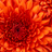 Rosemariem