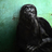 diogenes4