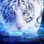 Iceman-Tiger